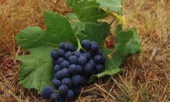 Чем подкормить виноград осенью?