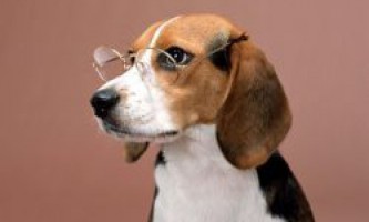 Какое зрение у собак?