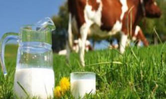 Коровье молоко - польза и вред