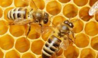 Пчелиный воск - применение
