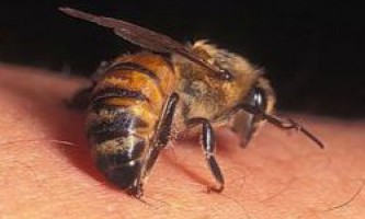 Почему пчелиный яд является лекарством?
