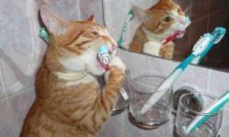 Почему у кошки пахнет изо рта?