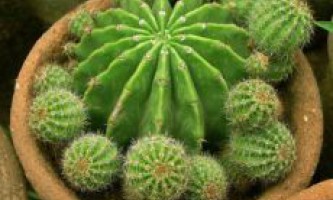 Размножение кактусов
